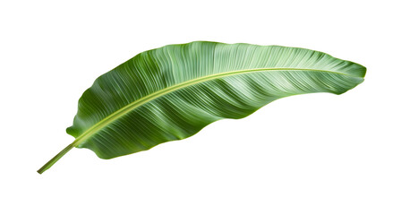 Obraz premium Vibrant green banana leaf isolated on a transparent background. Lush tropical foliage. on a transparent background.