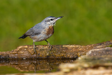 Krüper`s Nuthatch came for water