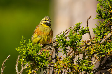 Cirl Bunting on a tree