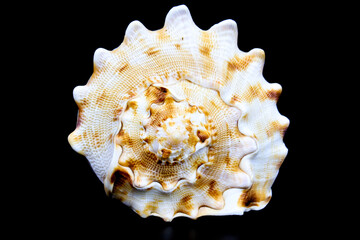 Cassis Cornuta on black background