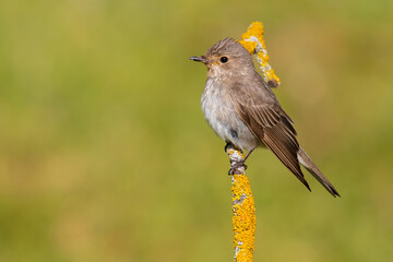 Spotted Flycatcher on a branch