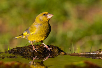 European Greenfinch came for water