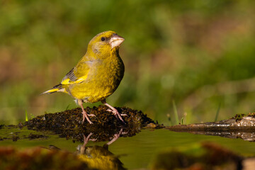 European Greenfinch came for water