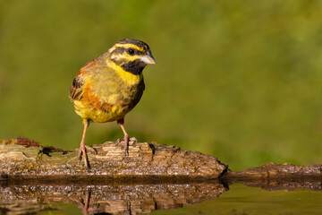 Cirl Bunting came for water
