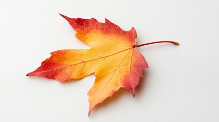 Vibrant autumn leaf, red and orange hues, isolated on white