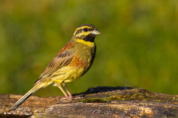 Cirl Bunting came for water