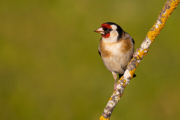 European Goldfinch on a branch