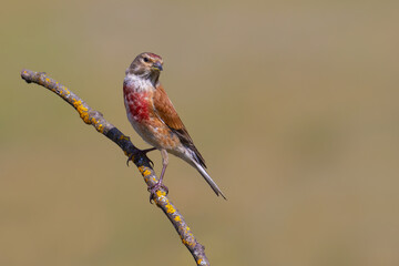 Common Linnet on a branch