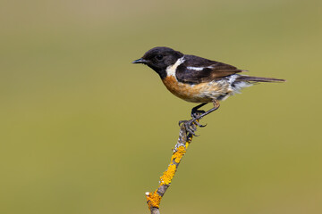 European Stonechat on a branch