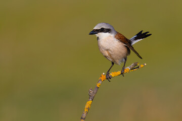 Obraz premium Red-backed Shrike on a branch