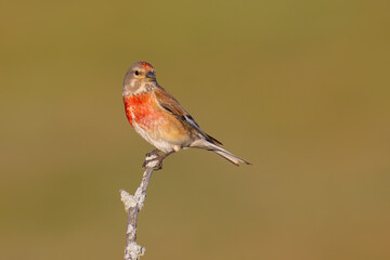 Common Linnet on a branch