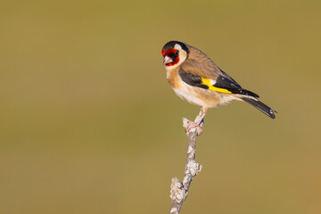 European Goldfinch on a branch