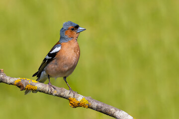 Common Chaffinch on a branch