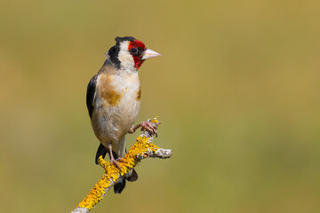 European Goldfinch on a branch