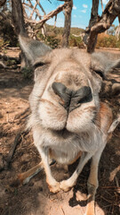 Adorable close-up of a baby kangaroo with a heart-shaped nose. Captured in the wilderness of Phillip Island, Victoria, Australia. A lovely moment showcasing the charm of Australian wildlife