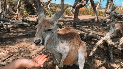Close-up of a hand feeding a kangaroo at Phillip Island, Australia. A heartwarming moment of wildlife interaction in a beautiful natural setting. Perfect for animal lovers and travelers