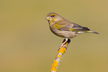 European Greenfinch on a branch