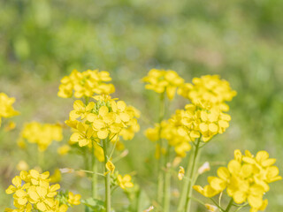 菜の花が咲く野山02