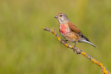 Common Linnet on a branch