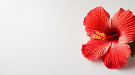 Obraz premium Vivid red hibiscus blossom on white backdrop