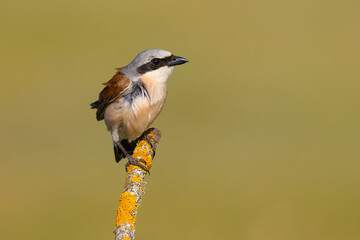 Red-backed Shrike on a branch