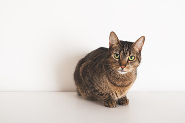 Beautiful European shorthair cat sitting on white background and looking at the camera. Copy space for text.
