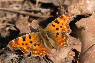 Colorful butterfly Polygonia c-album (comma) sitting on dry leaves