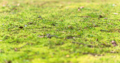 春の草地に日差しが輝く05