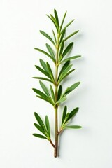 Fototapeta premium Small sprig of rosemary isolated on white background, plant, garden