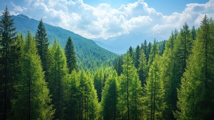 Obraz premium Lush green forest landscape with towering trees, mountains in the background, and a bright blue sky filled with clouds