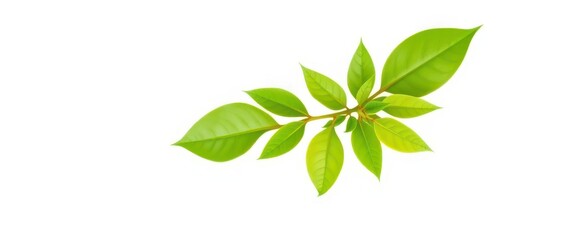 Single vibrant green plant, isolated on pure white backdrop, organic, botany
