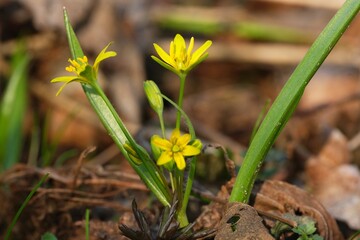 Close up of Gagea lutea (yellow star-of-Bethlehem) - spring plant with yellow flowers