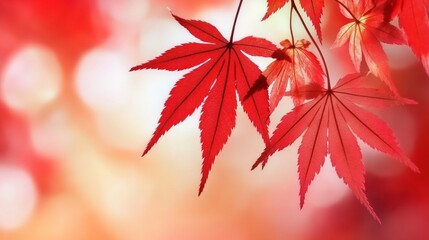 Vibrant Red Maple Leaves Against Soft Bokeh Background Displaying Fall Colors