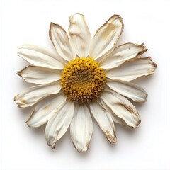Faded Daisy on White Background