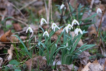 Group of white flowers of Galanthus nivalis (snowdrop) in park in early spring