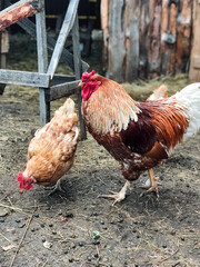 In a cozy chicken coop, two cheerful chickens peck the soft ground, curiously observing their surroundings and enjoying each others delightful company and natures beauty
