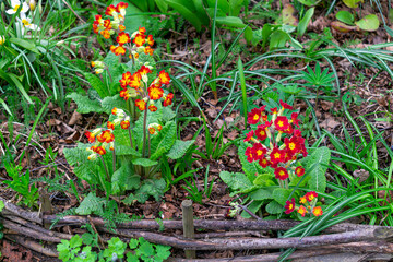 Primrose flowers with red-yellow flowers in early spring.