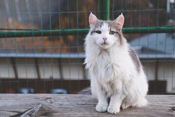 Beautiful longhaired cat with yellow eyes outdoors. Copy space for text.
