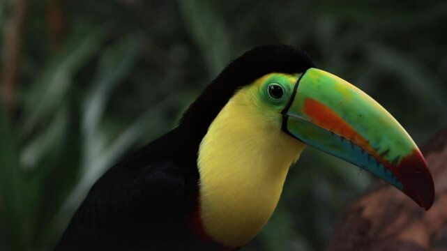 Fischertukan neugieriger Blick &ndash; Exotischer Vogel im tropischen Regenwald