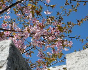開花した桜の花
