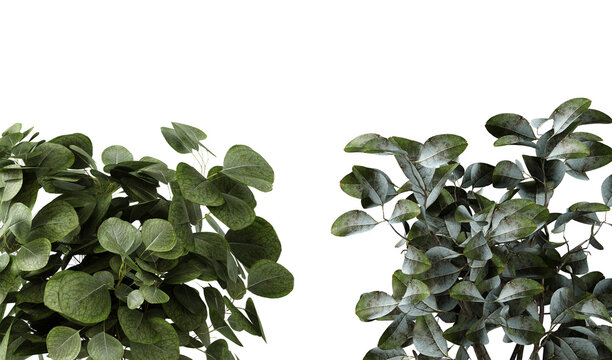 Nature and tropical forest concept. Green plant isolated on transparent background. 3d rendering illustration. PNG format