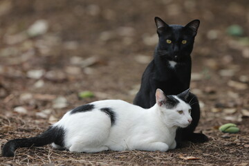 Two cat seen play together at a garden in Nakhon Sawan Province north of Bangkok on March 8, 2025.