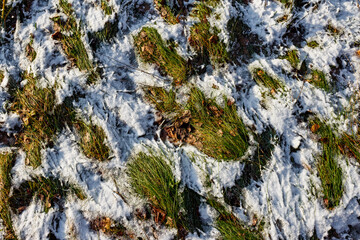 White snow lying on green grass melts during a thaw in winter