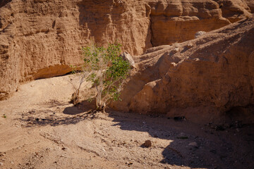 Dry canyon with small trees and rock walls in Iran, Middle East.