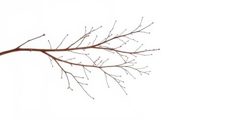 Delicate, bare branches isolated against a pure white backdrop, cold, texture