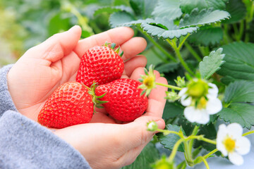 いちご狩りの喜び 両手いっぱいの真っ赤なイチゴ