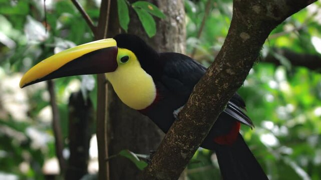 Schwarzschnabeltukan auf einem Ast &ndash; Atemberaubende Naturaufnahme aus Costa Ricas Regenwald