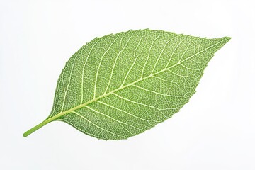 Obraz premium Close-up of a vibrant green leaf