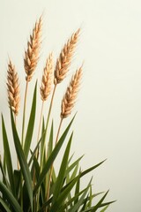 Fototapeta premium Tall reeds, slender stalks, isolated on white , backdrop, photography
