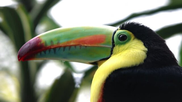 Fischertukan in den Baumkronen &ndash; Tropischer Vogel in seiner nat&uuml;rlichen Heimat
